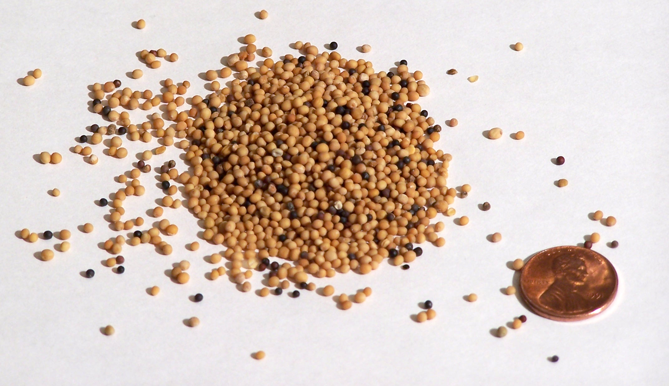 Mustard Seeds