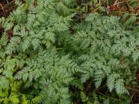 Three Conium Maculatum (or Poison Hemlock), Cedar Bog, Champaign Co