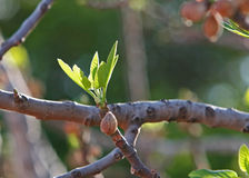 Sprouting Fig Tree in Springtime